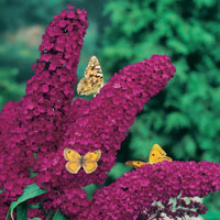 vendita buddleia