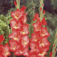 vendita gladioli