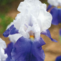 vendita iris