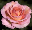 Rosa rampicante