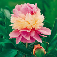 vendita peonie