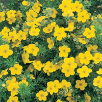 vendita potentilla