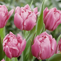 vendita tulipani
