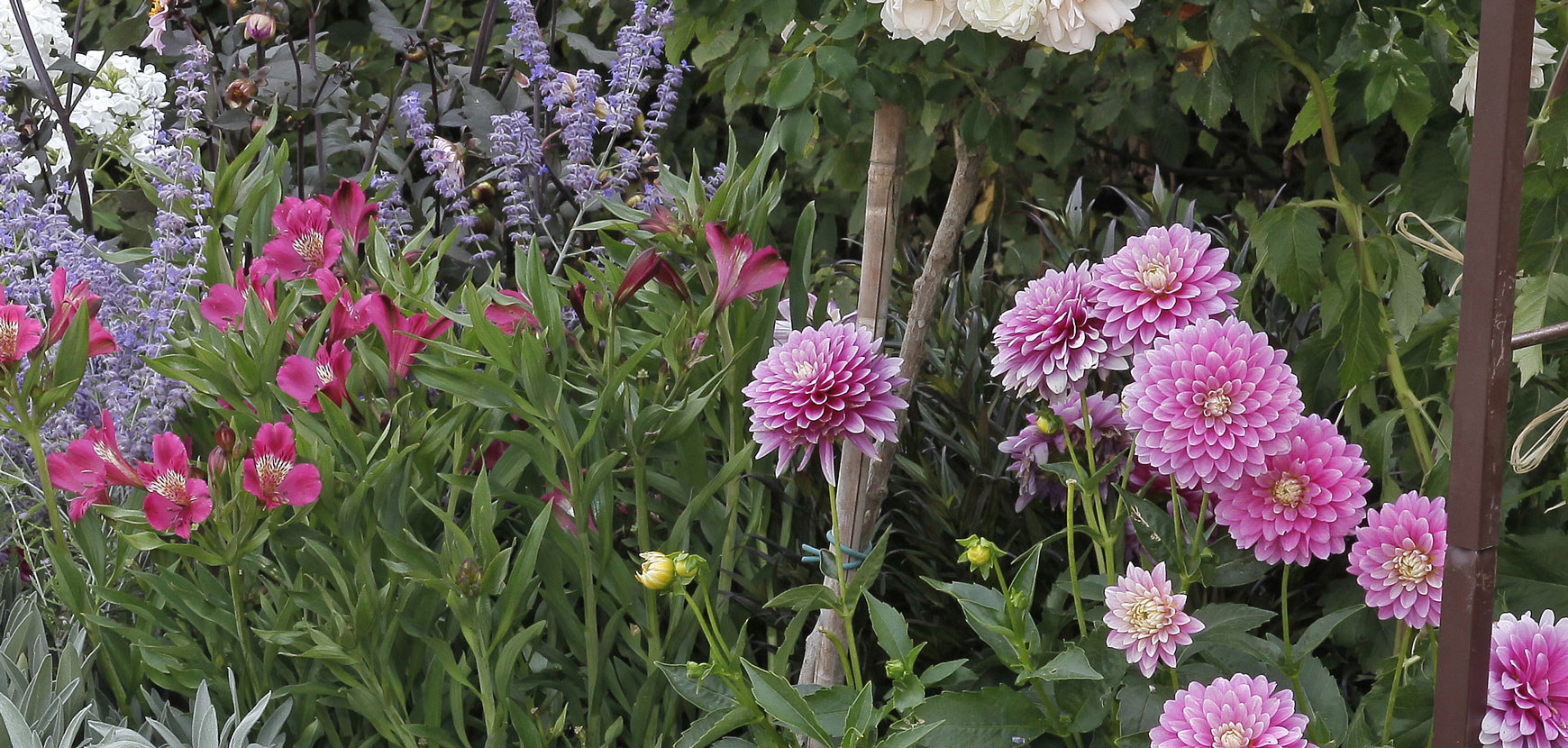 Fiori da bulbo