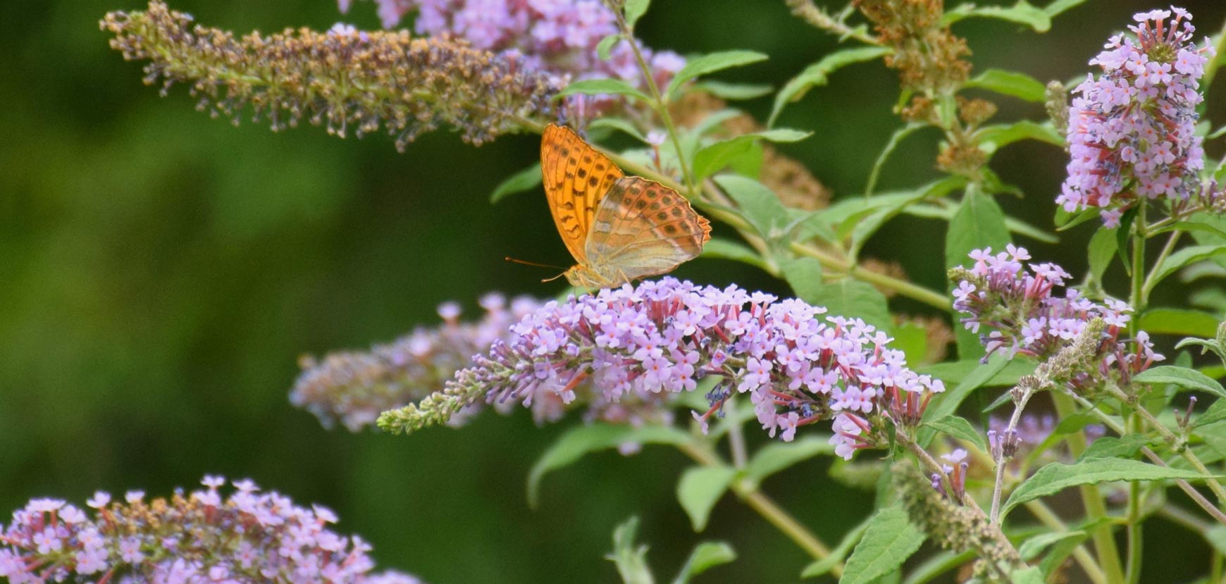 Albero delle Farfalle o Buddleia