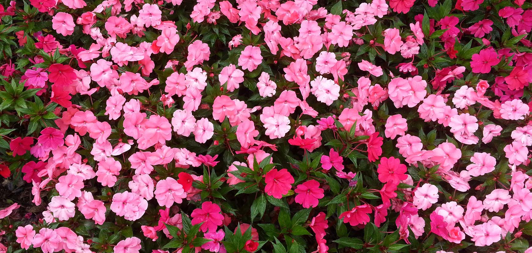 Impatiens de Nouvelle Guinée Impatiens de Nouvelle Guinée