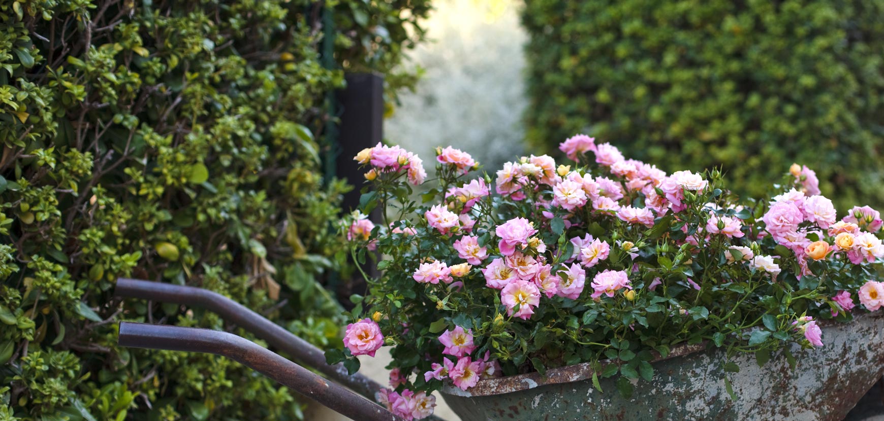 Rose per piccoli giardini DRIFT ®