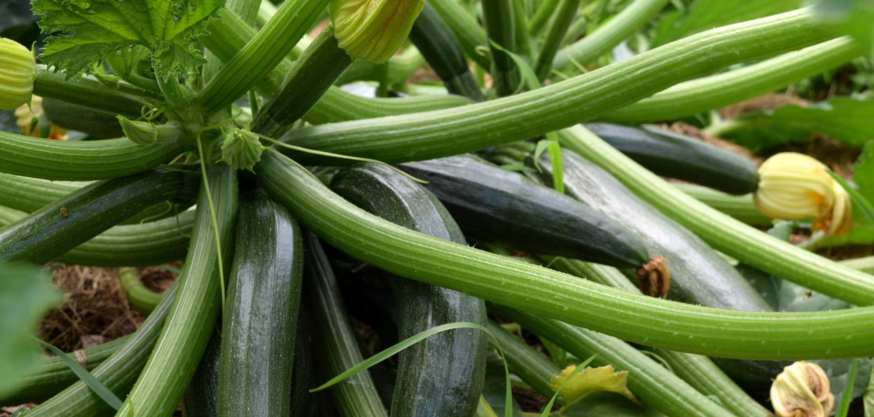 Zucche, zucchine, cetriolini e meloni