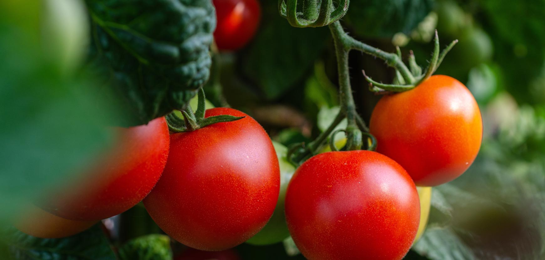 30 Semi Di Pomodoro Tigerella - Varietà Antica Inglese Bi-colore Rosso E Giallo - Sementi Riproducibili Non Ibride Per Orto - SemiWild