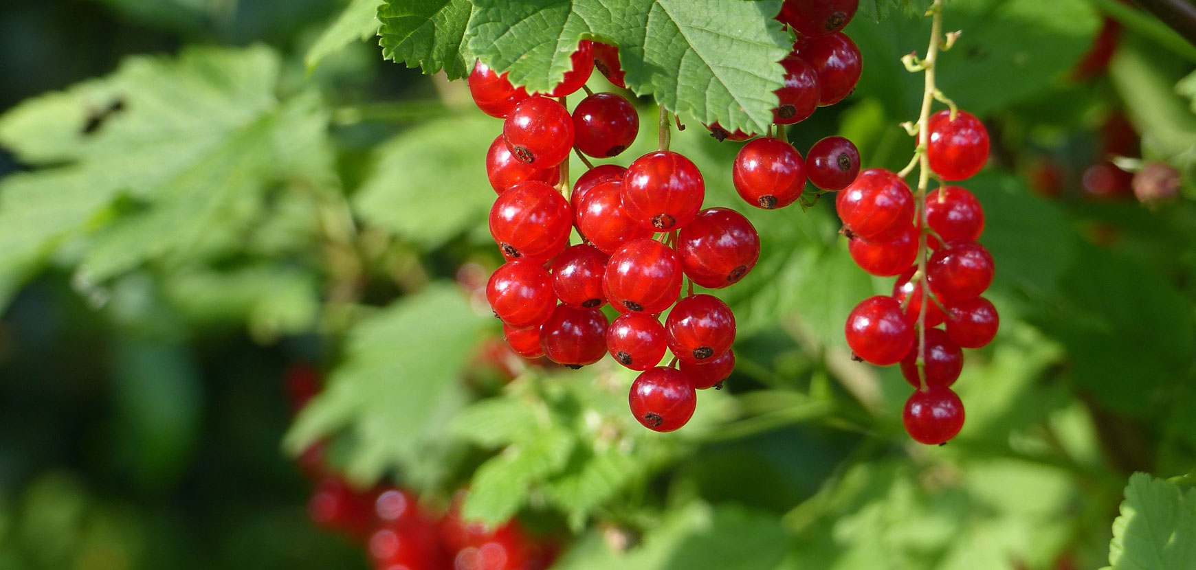 Ribes neri e ribes rossi