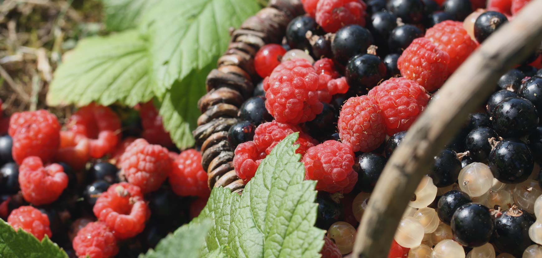 Vendita Flash su una selezione di piccoli frutti e alberi da frutto