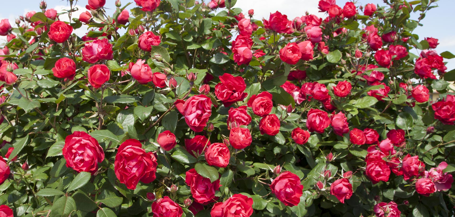 Rose zero trattamenti e premiate Rose zero trattamenti e premiate