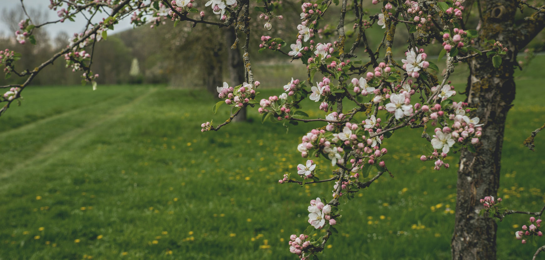 Alberi da frutto e piccoli frutti per tipologia di utilizzazione