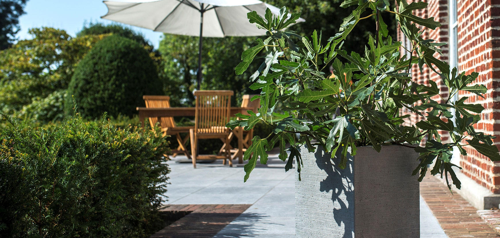 Alberi da frutto per balconi e terrazzi