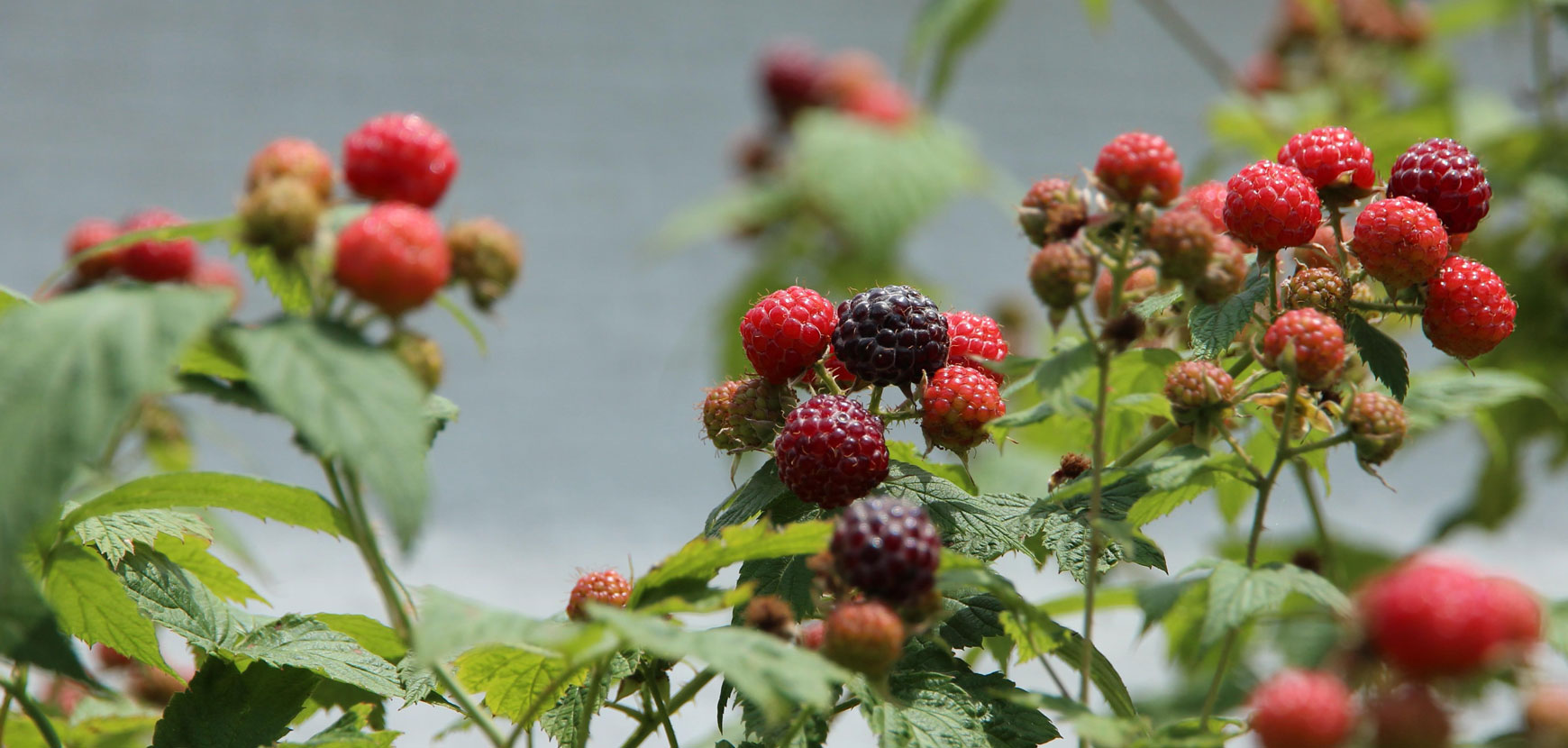 Belli e buoni, i piccoli frutti decorativi