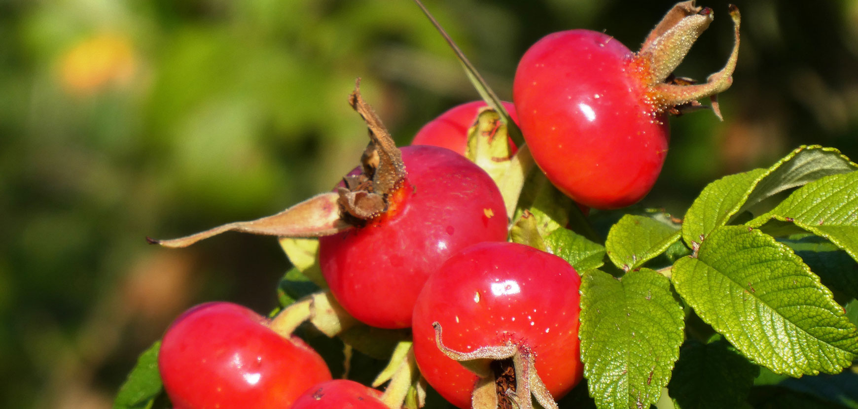 Rose dai frutti decorativi