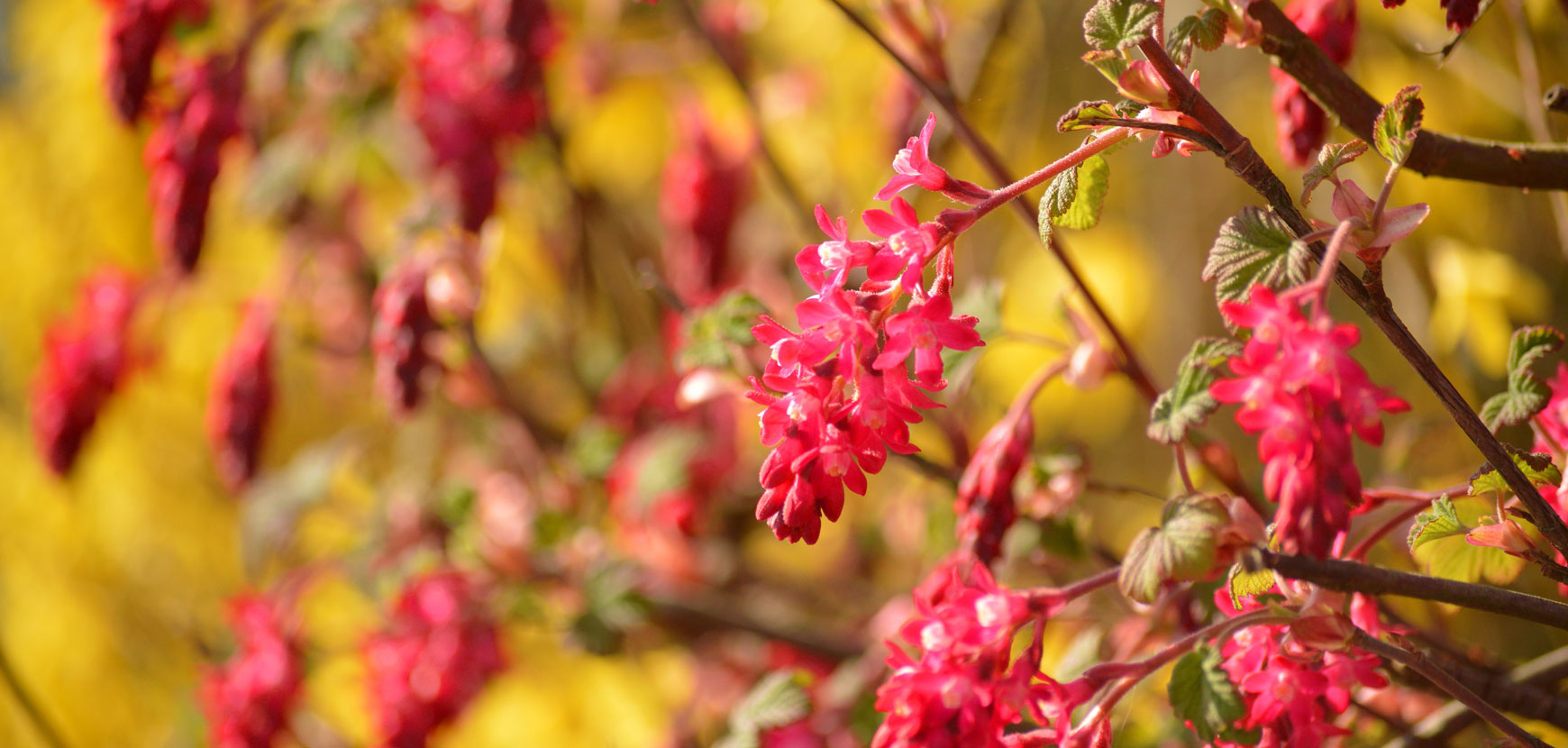 Arbusti a fioritura primaverile