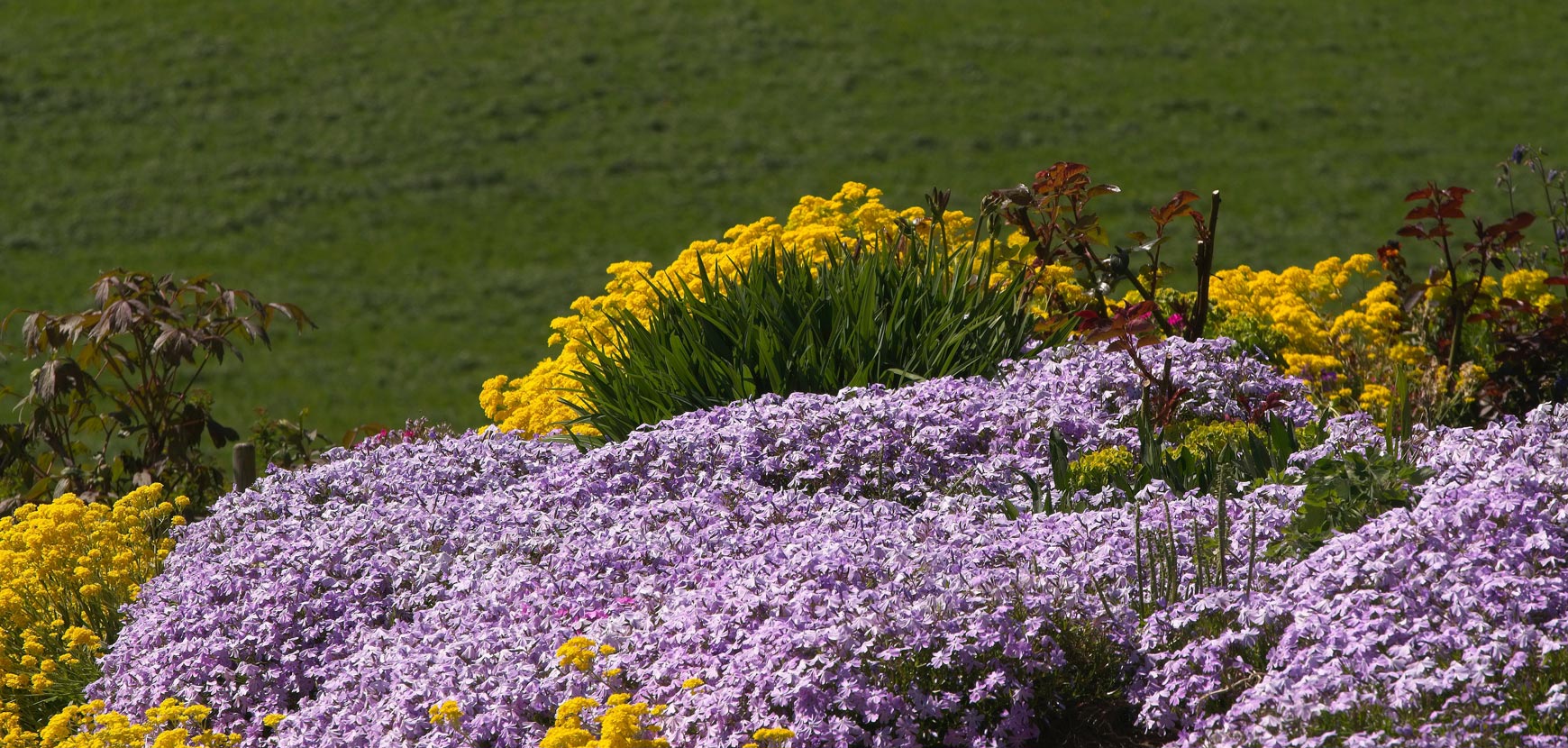 Perenni a fioritura primaverile