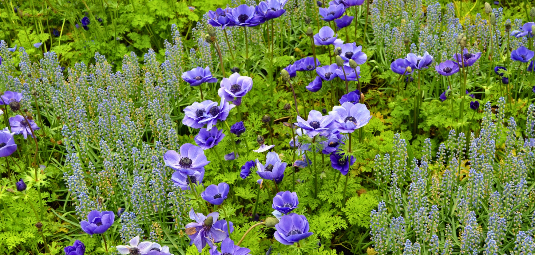Anemoni vivaci