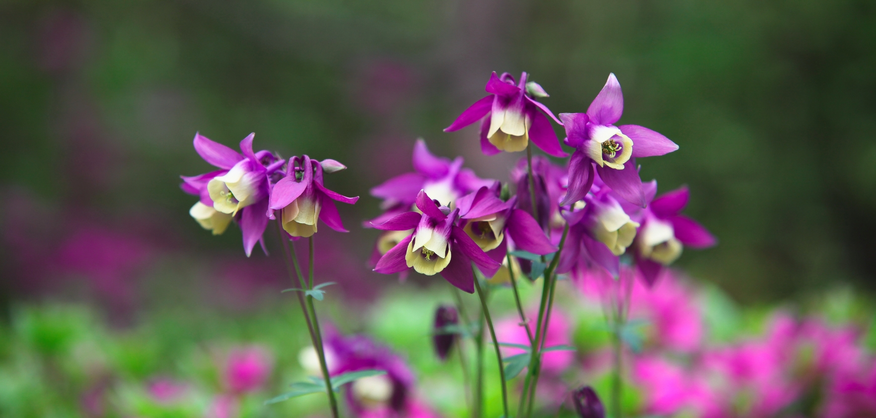 Aquilegia