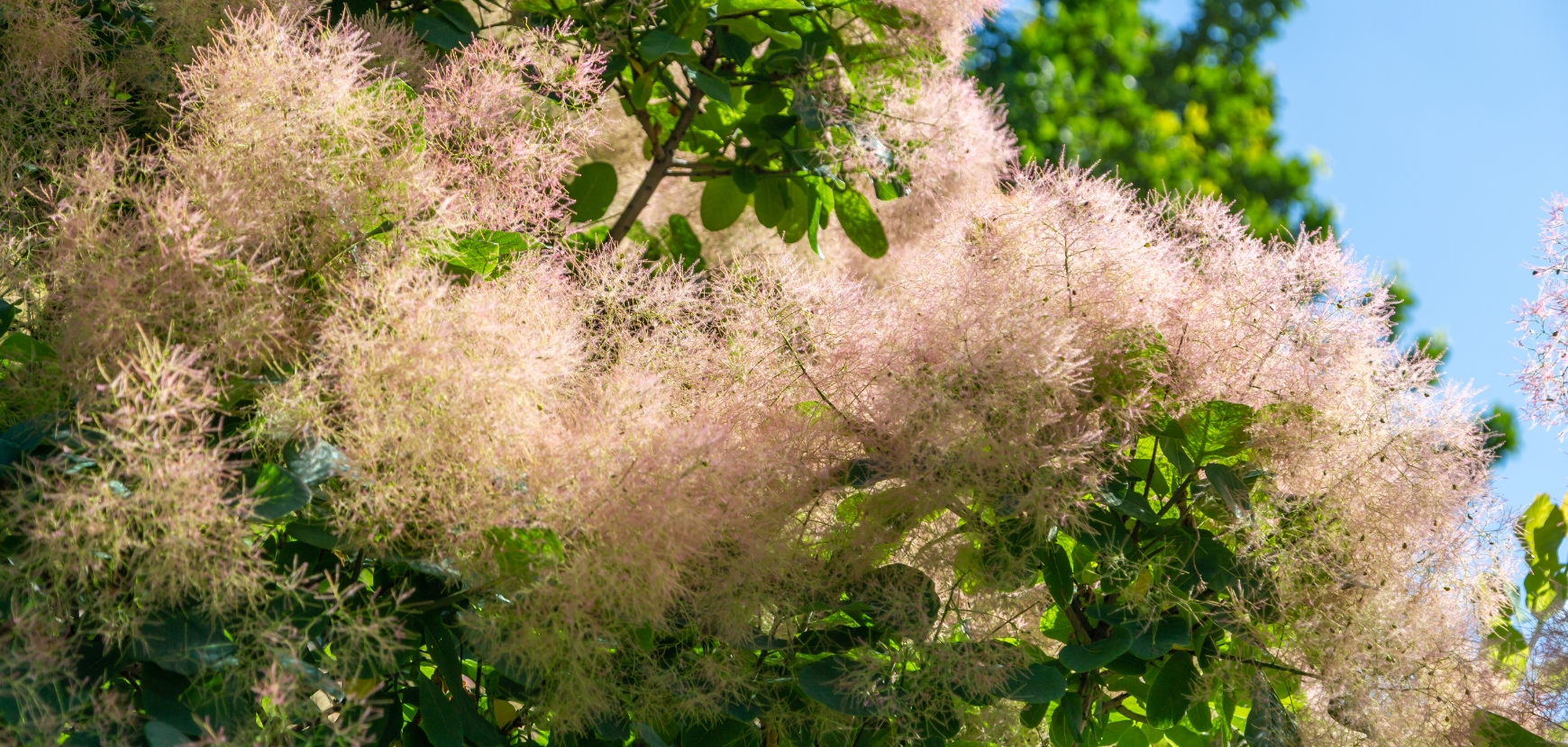 Alberi della nebbia o Cotinus
