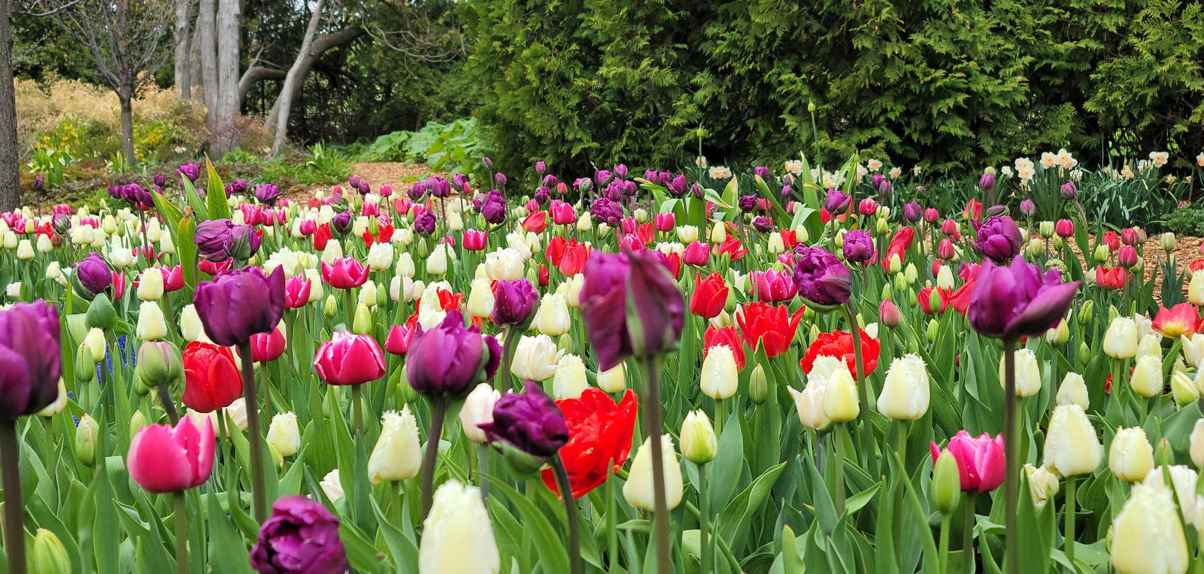 Tulipani: tutte le nostre varietà