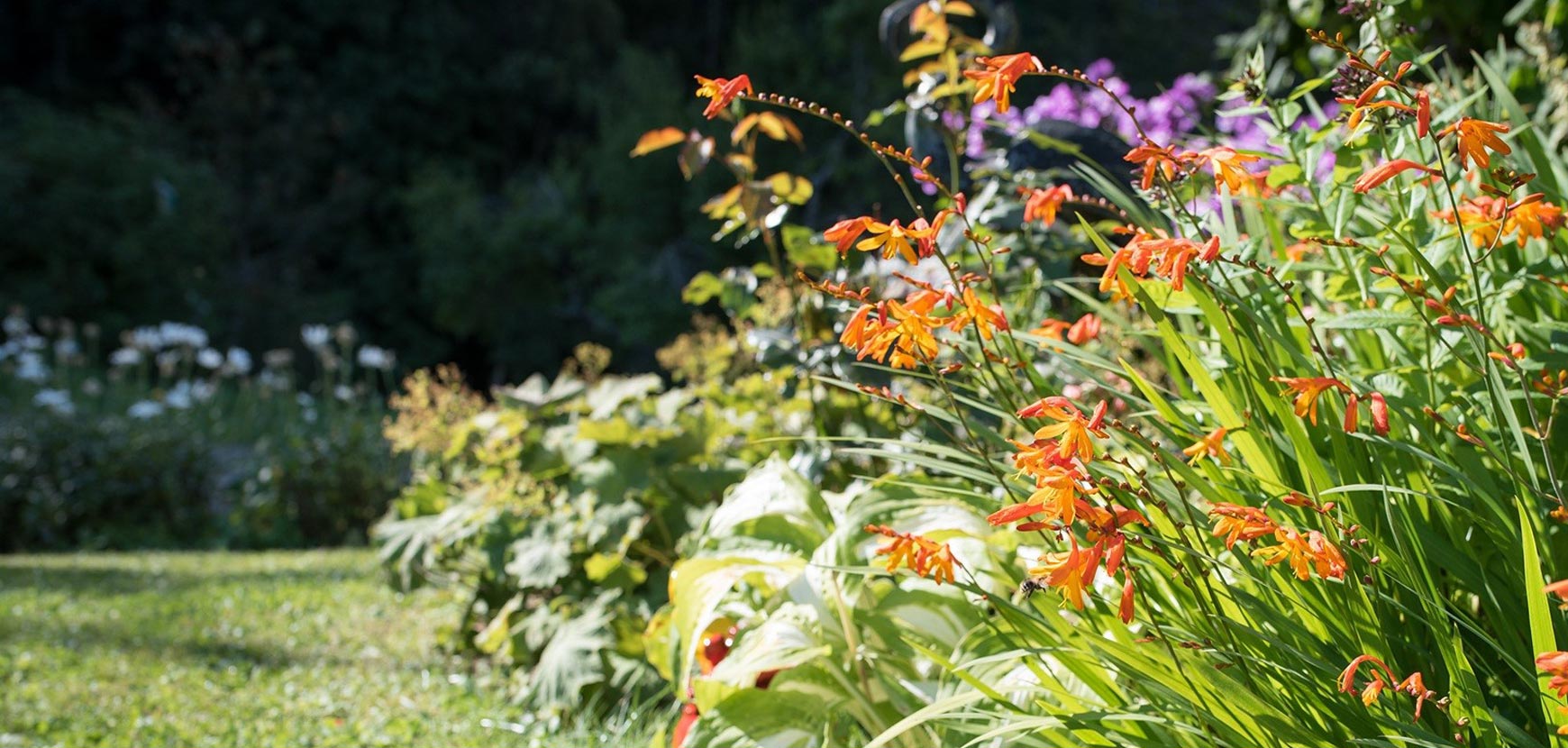 Altri bulbi di primavera