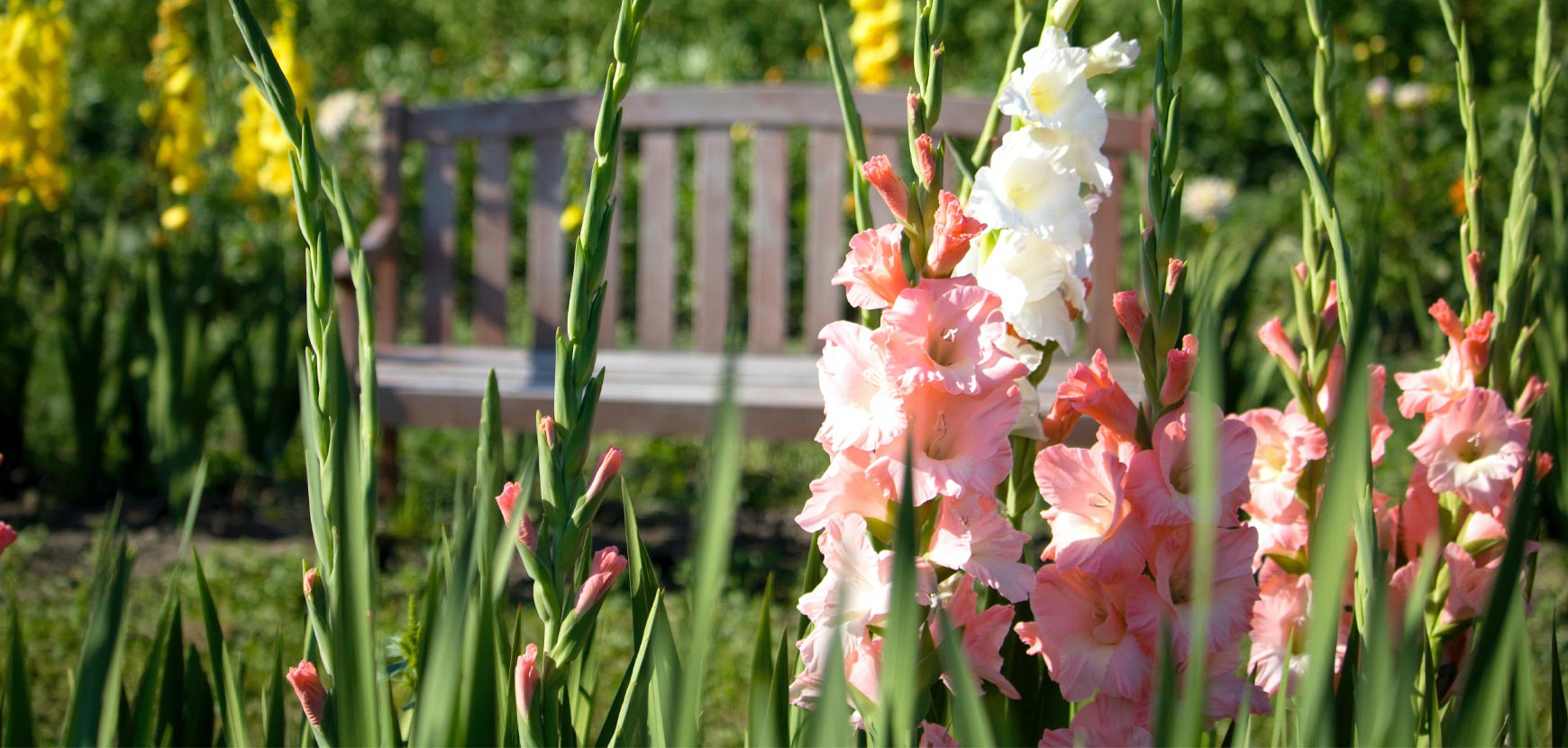 Gladioli