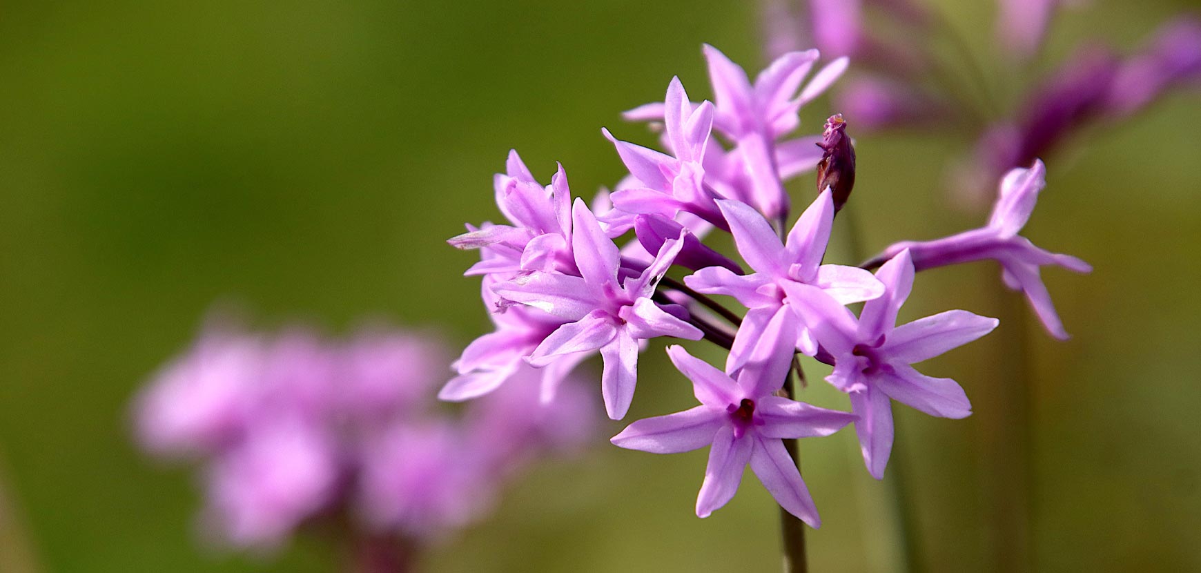 Tulbaghia