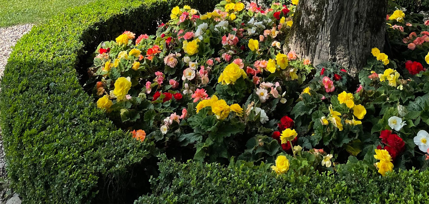 Bulbi per giardino all'ombra