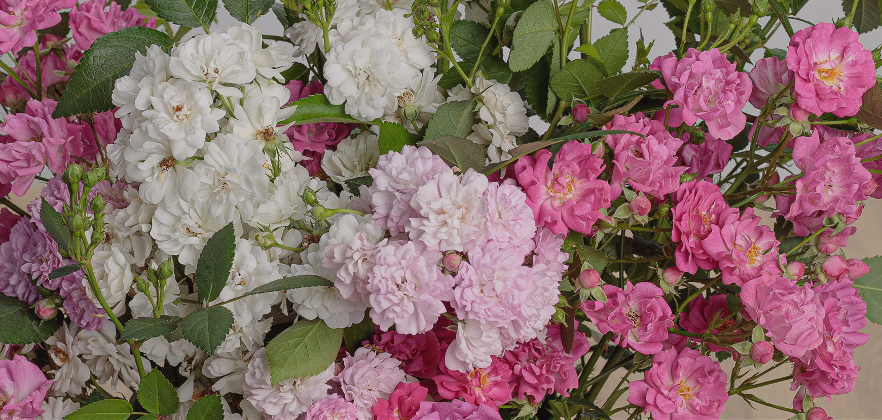 Rose paesaggistiche PRETTY POLLY®