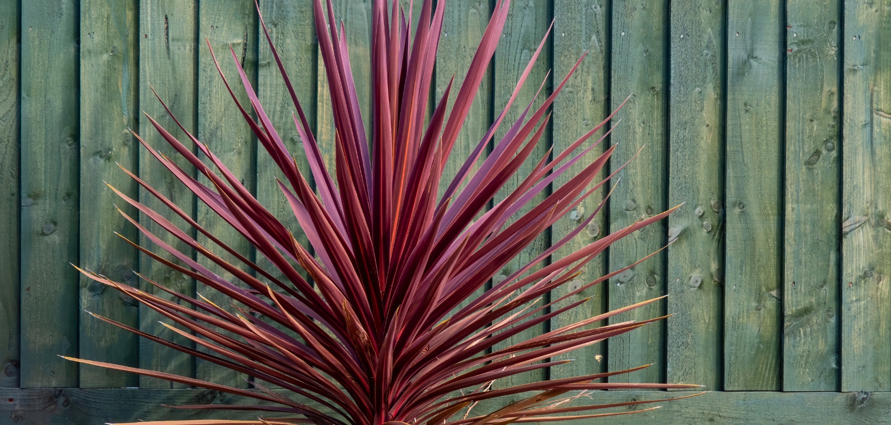 Cordiline o Cordyline