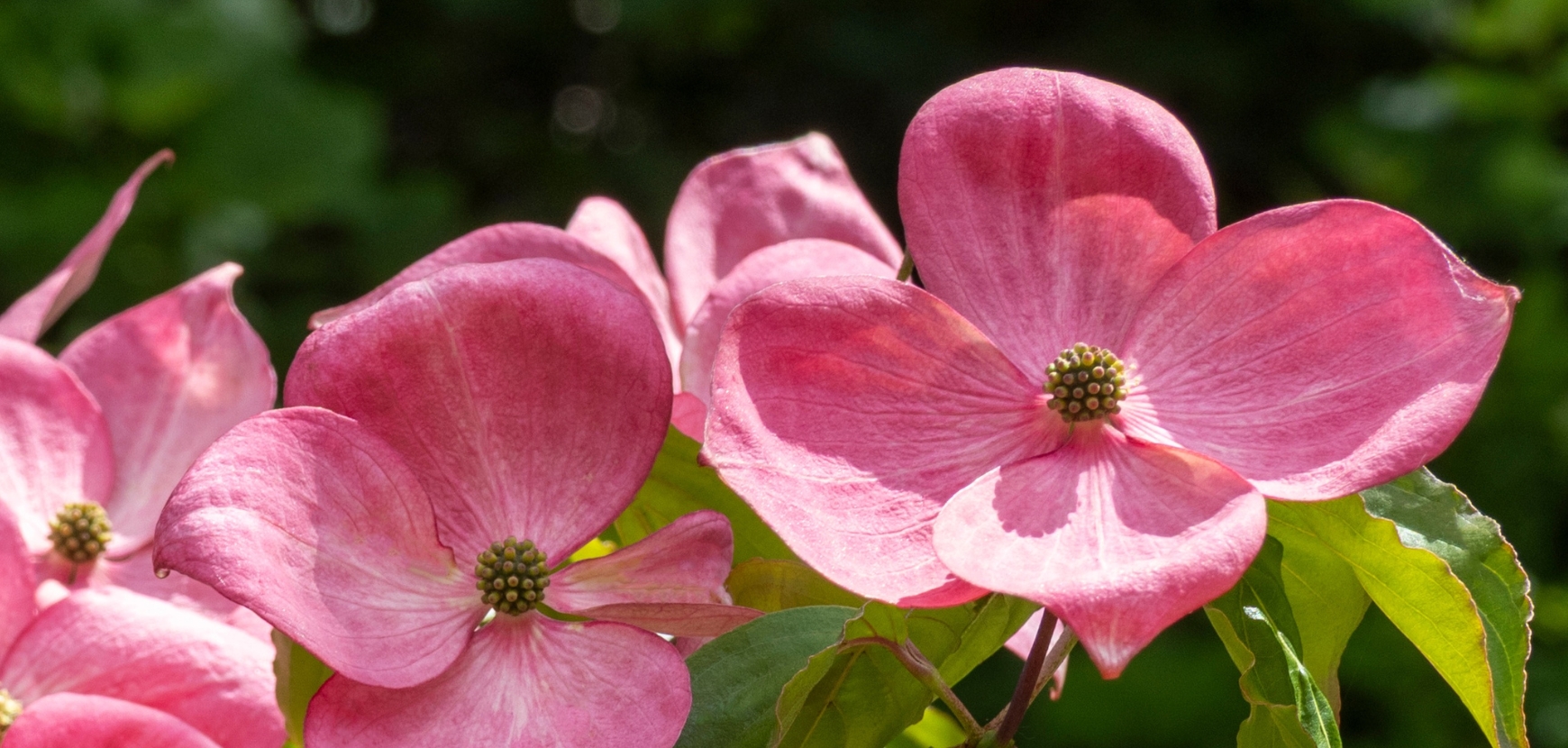 Cornioli o Cornus