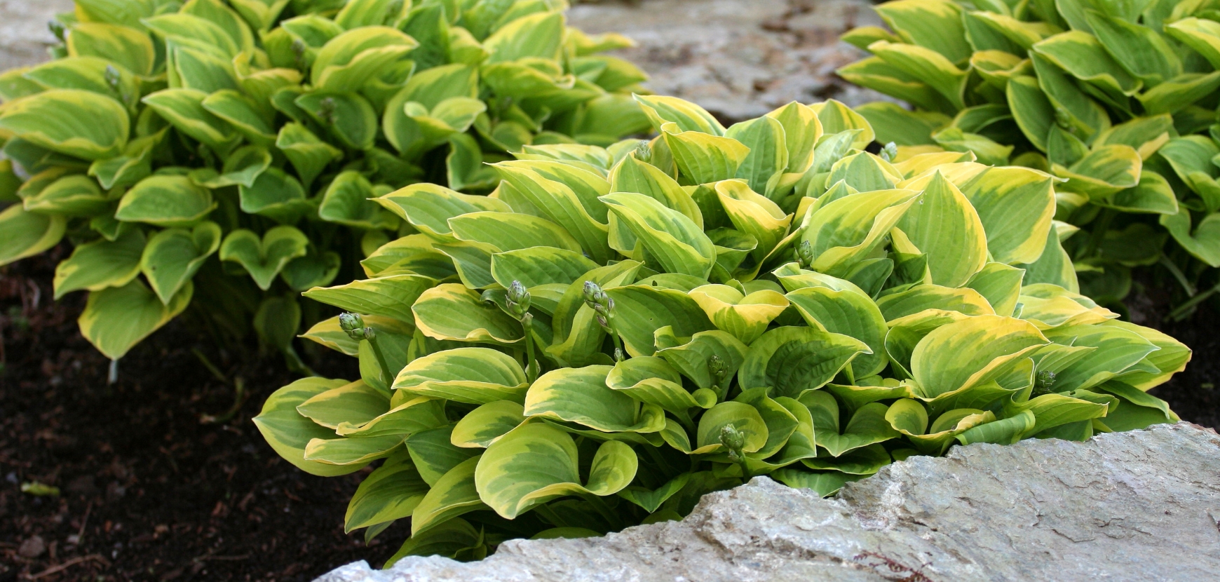 Hosta