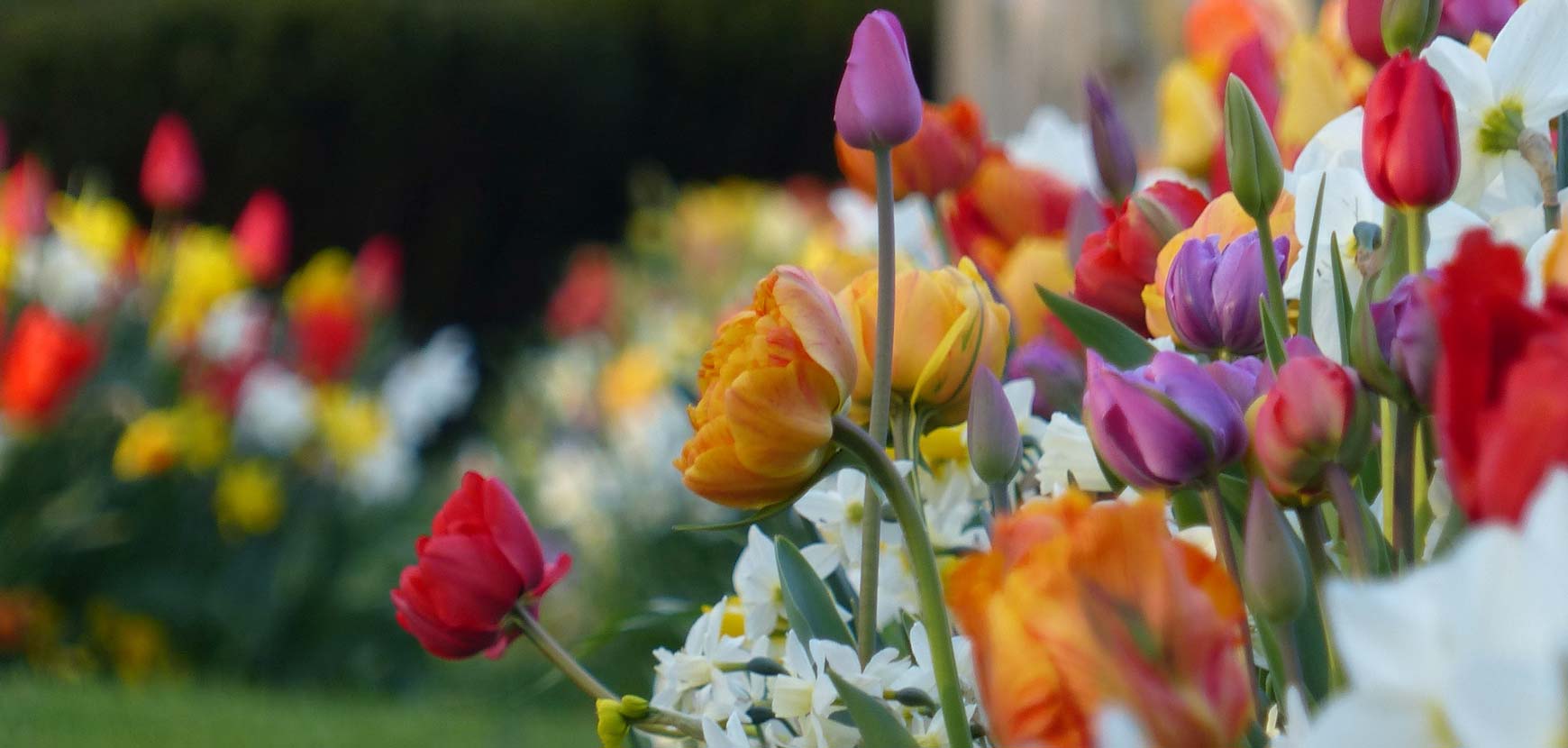 Nos tulipes en promotion