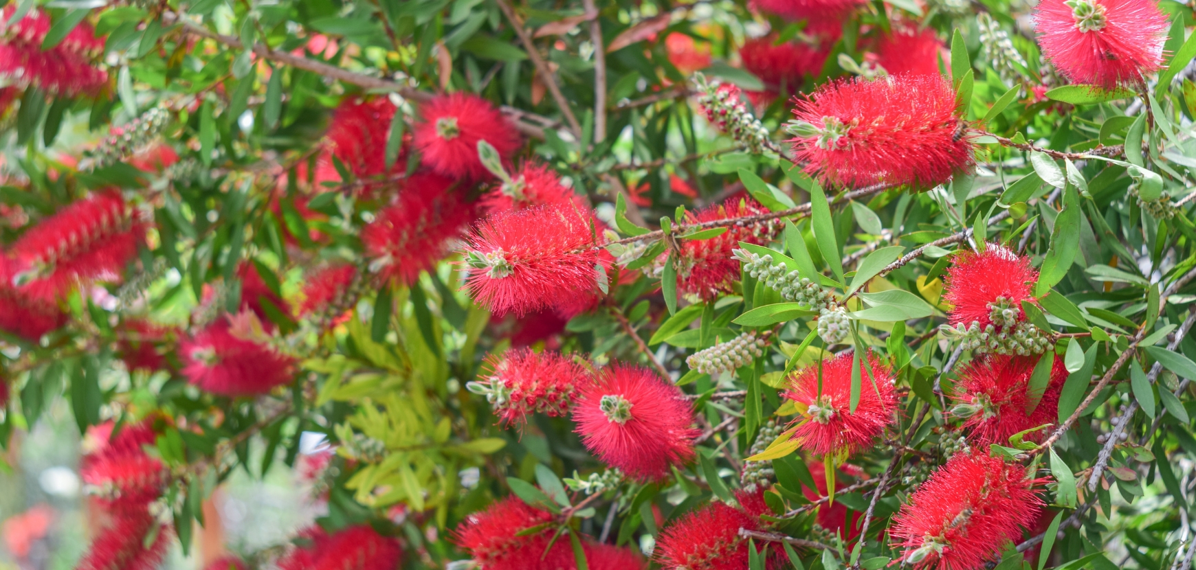 Pianta scovolino o Callistemon laevis