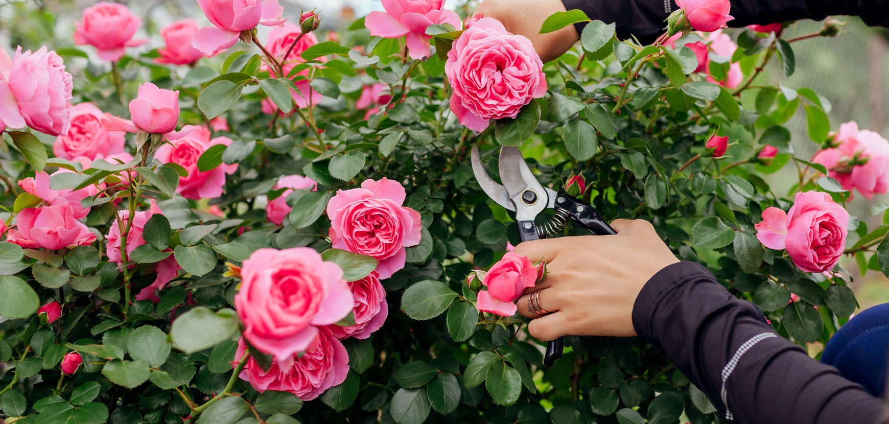 Rose a cespuglio