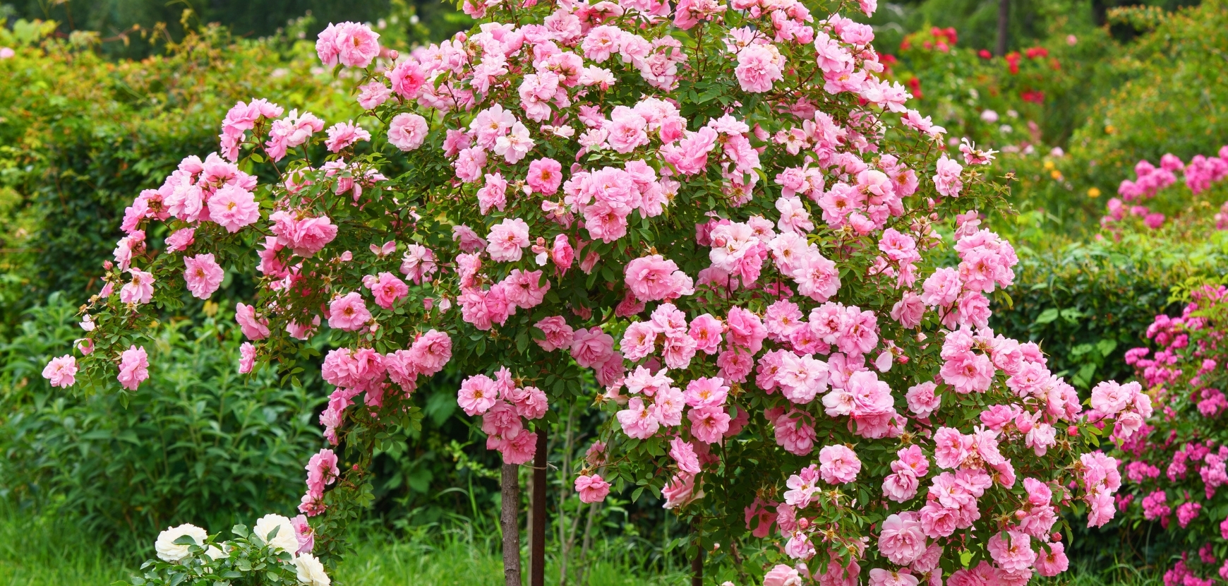 Promozioni Rose