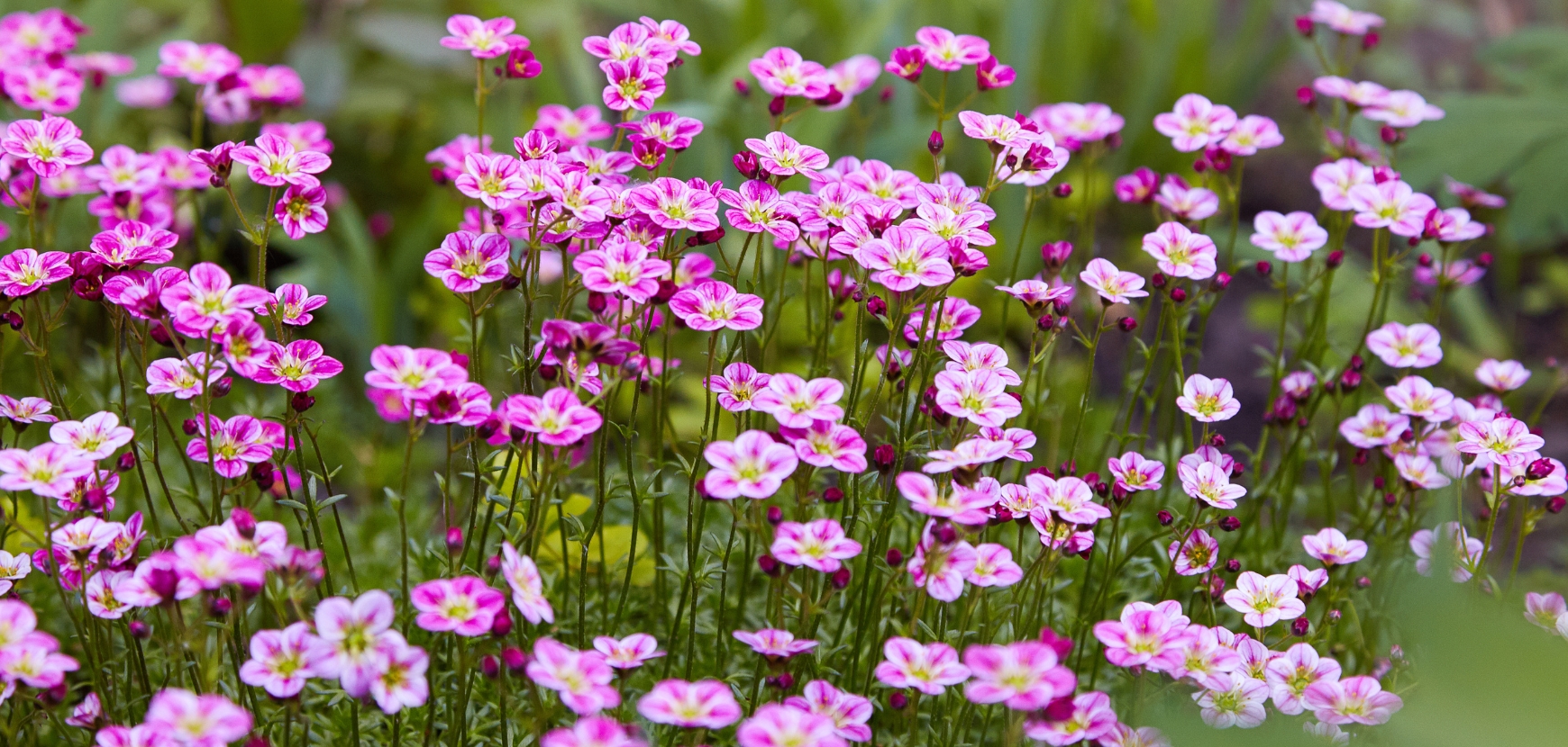 Saxifraggi