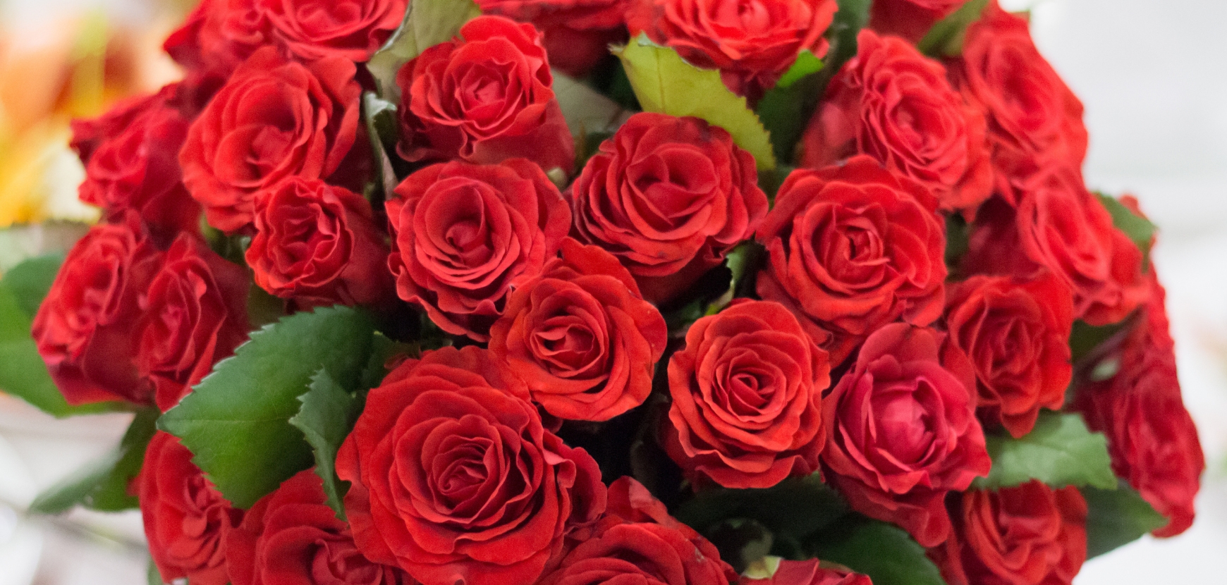 Piante e rose per San Valentino