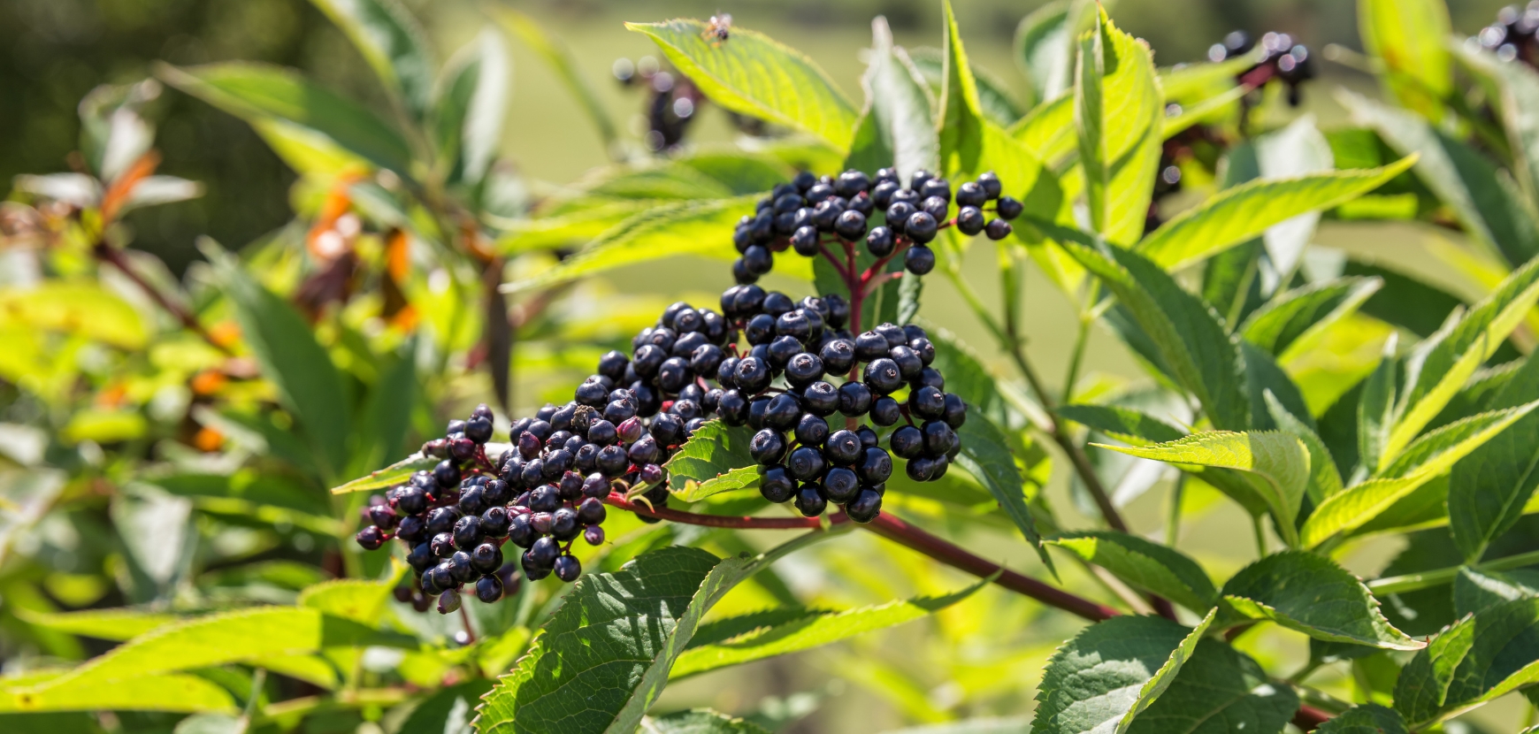 Sambuci o Sambucus 