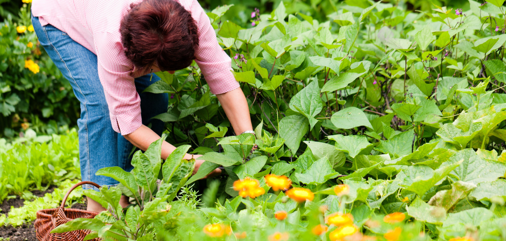 Trattamenti naturali per il giardino