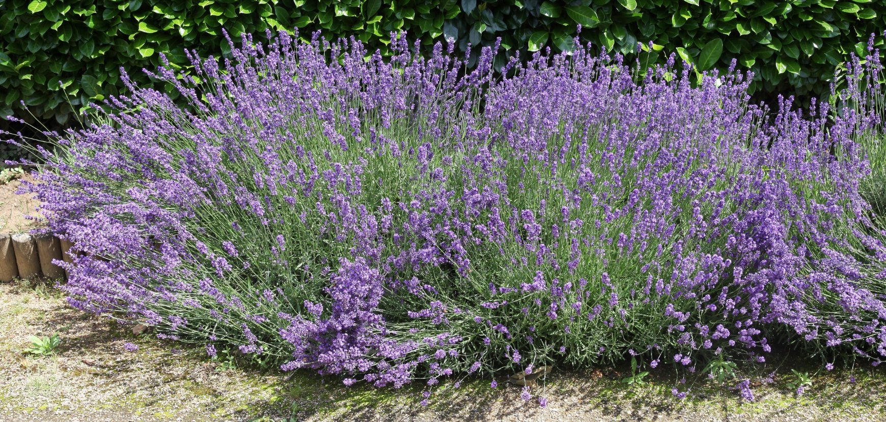 Piante perenni per il sole