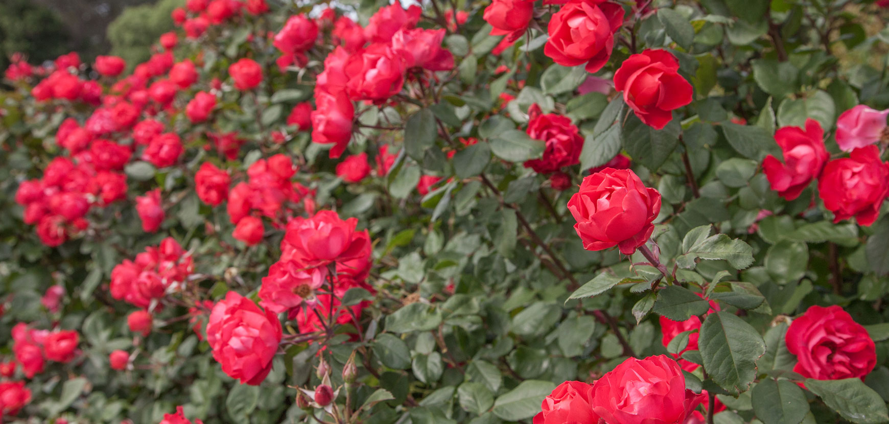 30 rosiers Meilland à -30 %