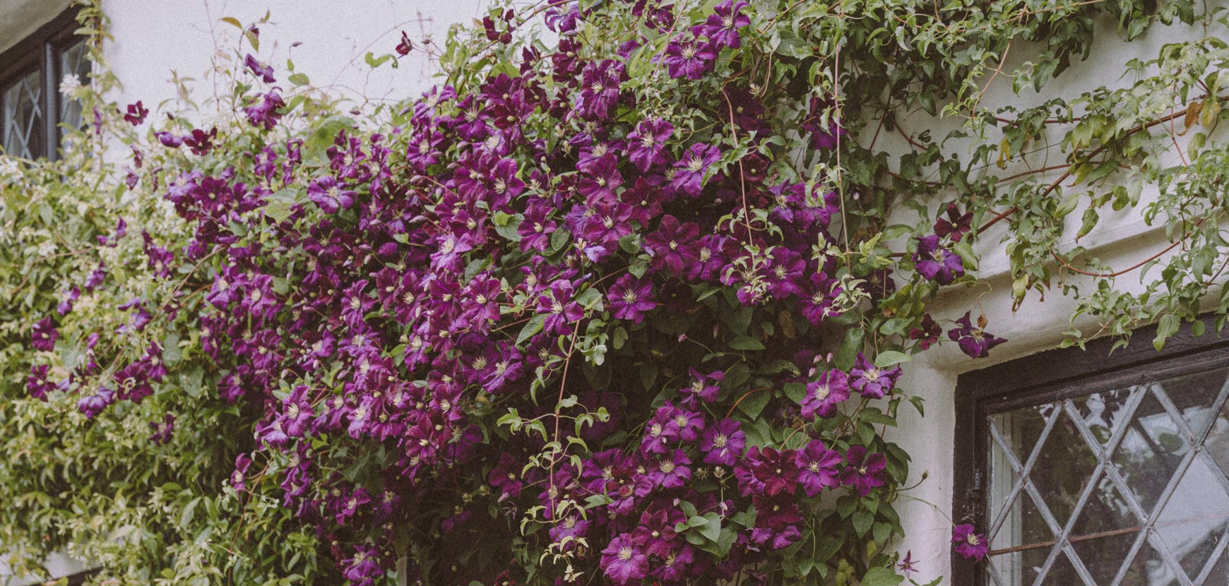 Des arbustes et plantes grimpantes fleuris pour structurer