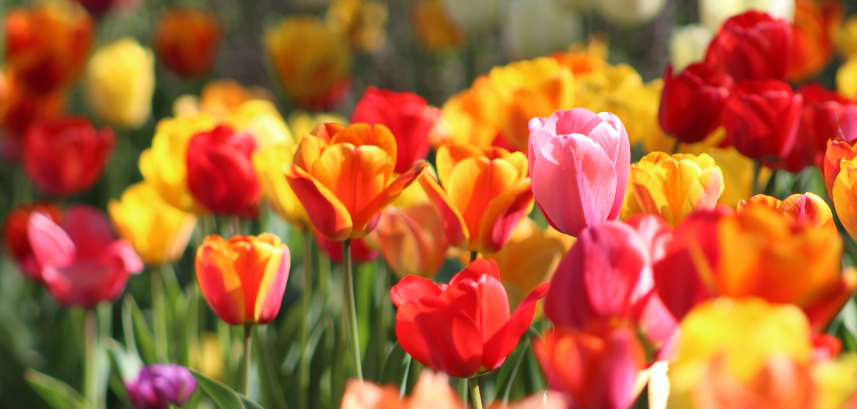 Des fleurs à bulbes pour illuminer votre printemps