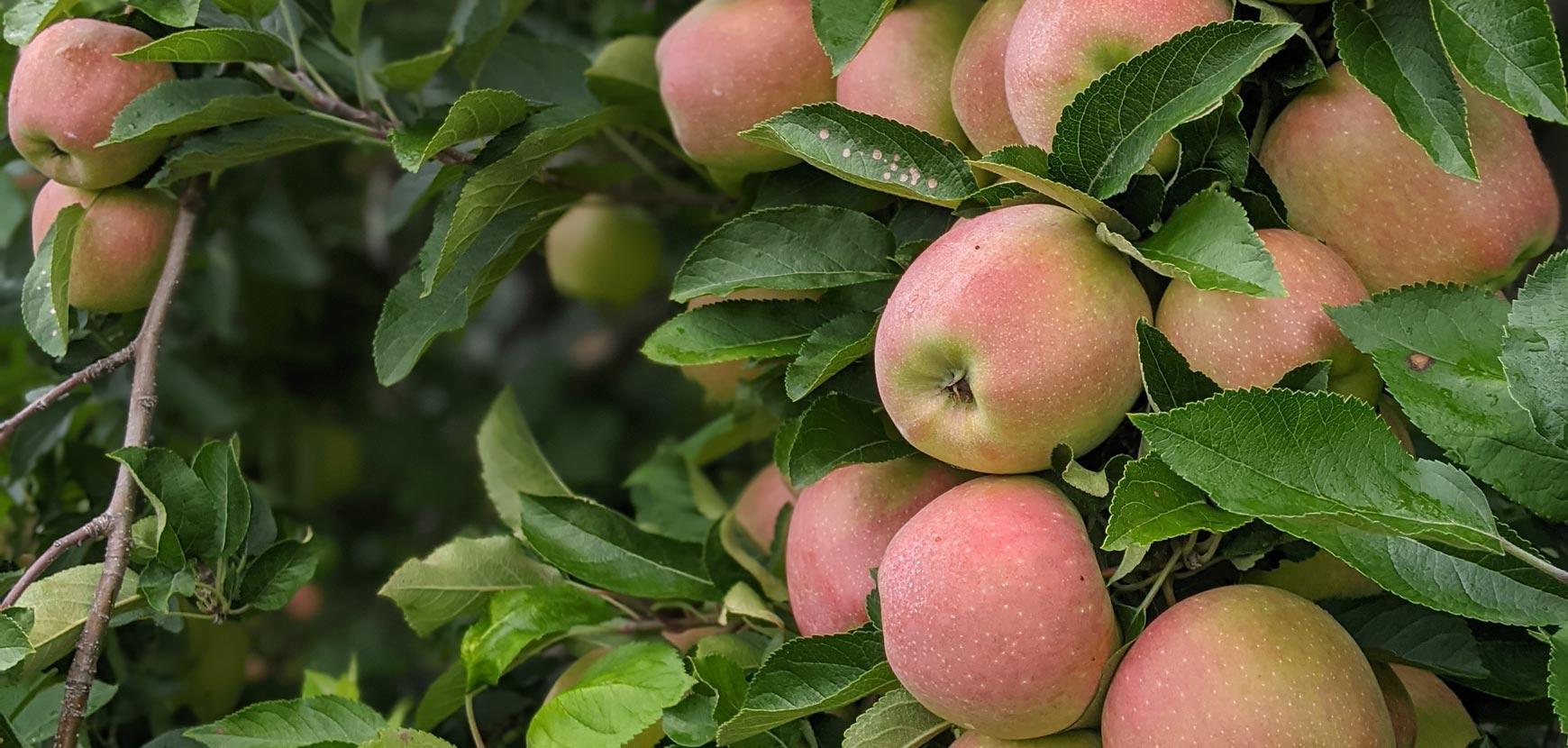 Vendita Flash su una selezione di fragole Vendita Flash su una selezione di fragole