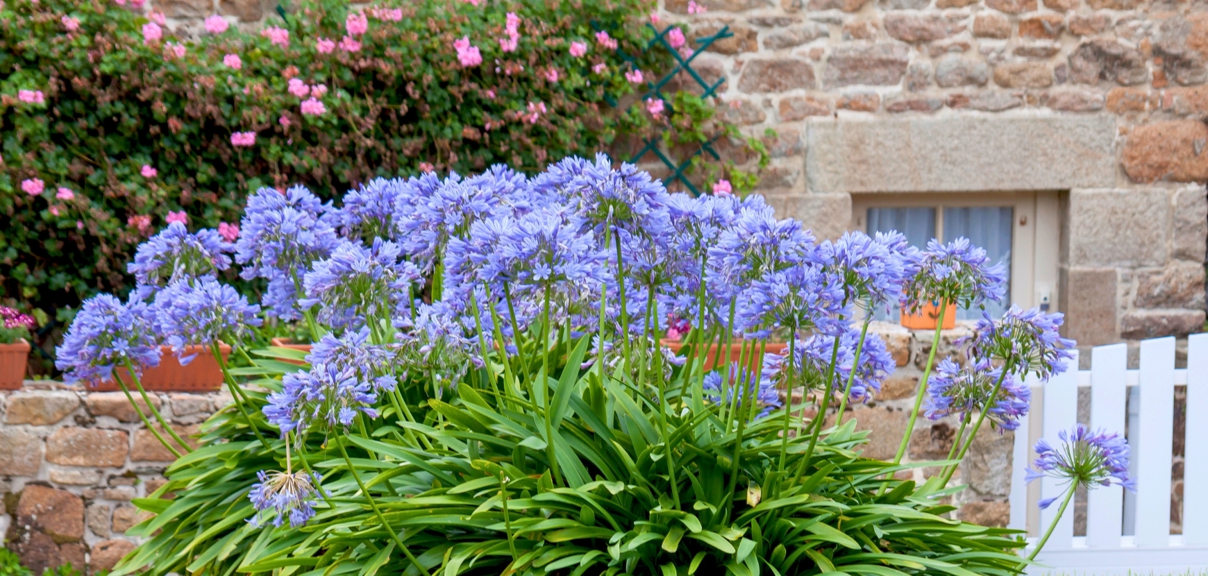 Promozioni Fiori da bulbo