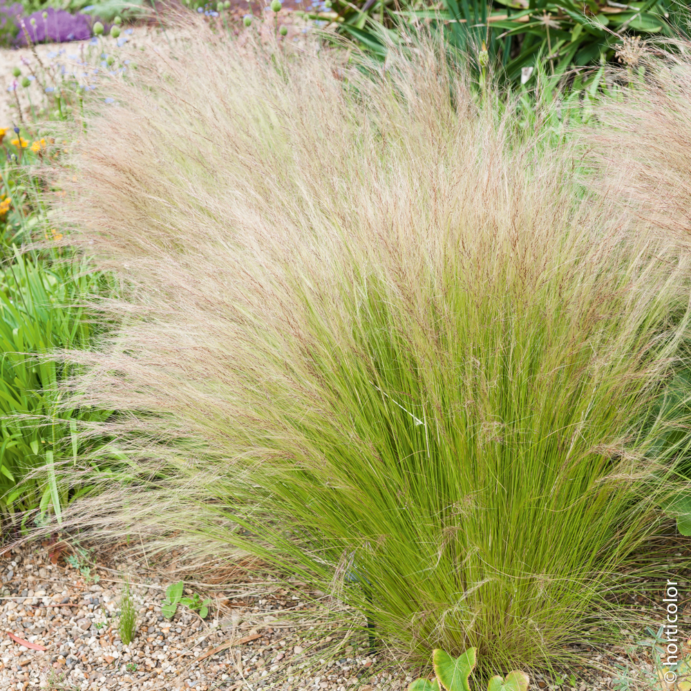 Stipa tenuifolia store
