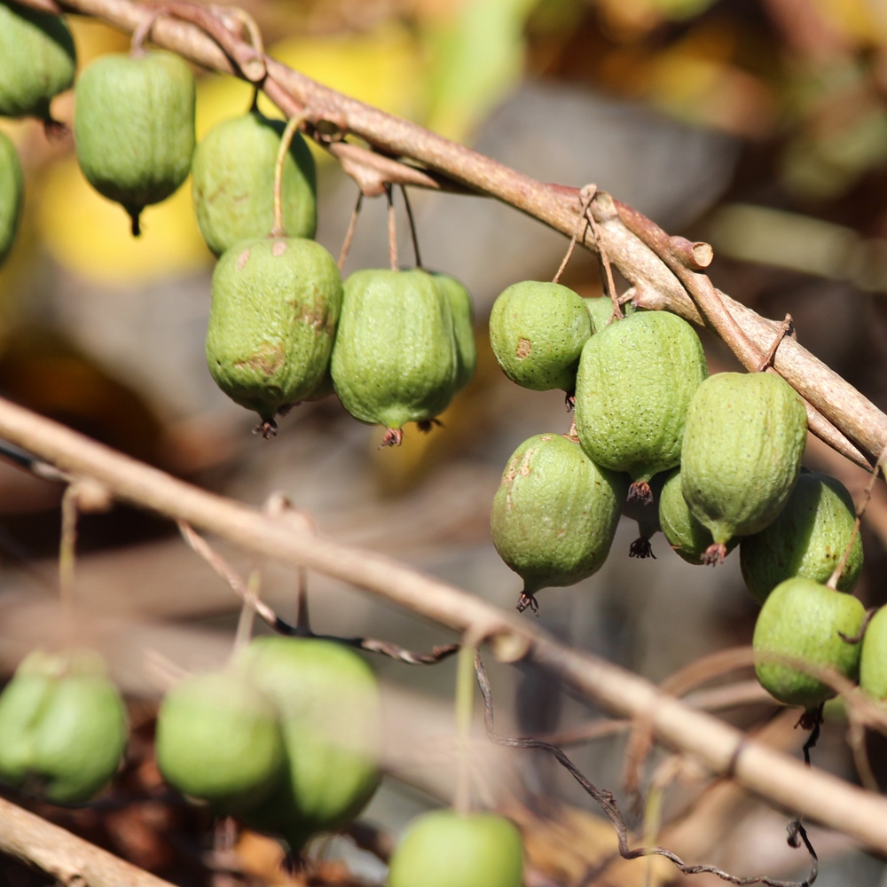 Pianta Di Kiwi Arguta 'Issai' Autofertile &ndash; Vaso 19 Cm, Altezza 80-100 Cm, Frutti Simili A Ciliegie, Perfetta Per Piccoli Giardini E Balconi